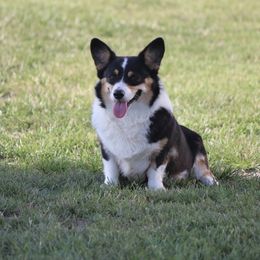 Raven - Pembroke Welsh Corgi