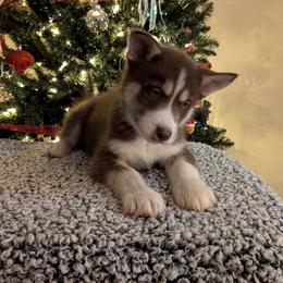 AKC Zeus - Red and white male Siberian Husky puppy in Cedarville, Ohio from Evereve Kennels