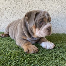 Teddy - Bulldog puppy in California from Socal G Bulldogs
