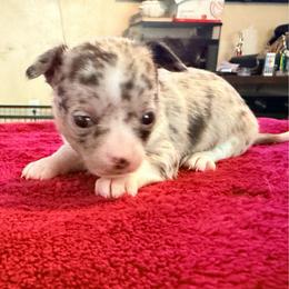 Gucci (tiny runt) AKC - Merle female Chihuahua puppy in Seneca, Missouri from Stephanie’s Puppy Colony