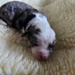 Shihpoo Puppies from Perfect Companion Puppies