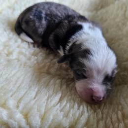 Shihpoo Puppies from Perfect Companion Puppies