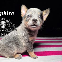 Sapphire - Blue female Australian Cattle Dog puppy in Silsbee, Texas from Rockin ND Ranch
