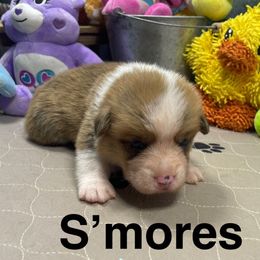 S'mores - Red male Pembroke Welsh Corgi puppy in Apison, Tennessee from Ashmore Corgis
