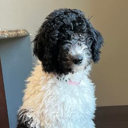 Sheepadoodles from Cornerstone Doodles, LLC