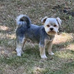Wolachee - Blue and gold male Yorkshire Terrier puppy in Portland, Oregon from Bohemian Beauty Yorkshire Terrier