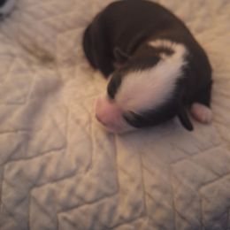 Boy 1 - male Tibetan Terrier puppy in Medford, New Jersey from Arkeden Tibetan Terriers