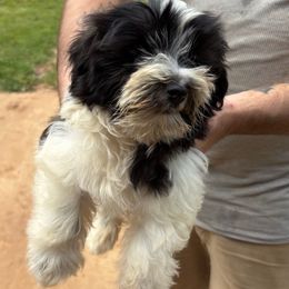 Boy 3 - Black and white male Havanese puppy in Danville, Alabama from Candy Cross' Havanese and Miniature Poodles