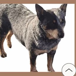 Cricket - Australian Cattle Dog