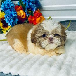 SB Buddy - Liver and white male Shih Tzu puppy in Elgin, South Carolina from Silver Bells Paw Prints