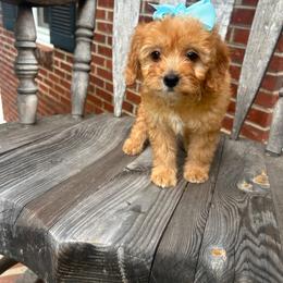 Danielle - Apricot female Goldendoodle puppy in Mint Hill, North Carolina from DoodleForever