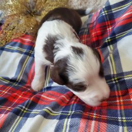 Pomeranian and Sheepadoodle Puppies from Fluffy Wonders Poms and Doodles