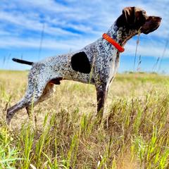Braque Francais Pyreneans from Great Divide Kennel