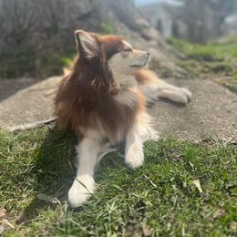 Luke - Pomsky