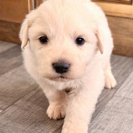 AKC Girl 3 - White female Great Pyrenees puppy in Elfrida, Arizona from Outlaw Acres Farm & Kennels
