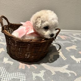 Pink girl - White female Bichon Frise puppy in Lake Elsinore, California from Amber's Bichon Frise and Poodles