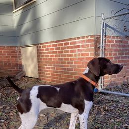 German Shorthaired Pointer All Grown Up from Auburn Kennels