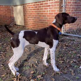German Shorthaired Pointer All Grown Up from Auburn Kennels