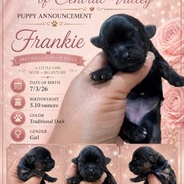 Frankie - Black and tan female Yorkshire Terrier puppy in Patterson, California from Luxe Yorkies of Central Valley