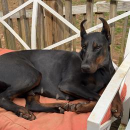 Kashmere - Doberman Pinscher