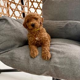 Cooper - Red  male Goldendoodle puppy in Naples, Florida from Goldendoodles Of Naples,INC