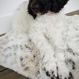 Poodle Puppies from Belliams Poodle Corral