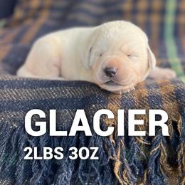 Glacier - Yellow male Labrador Retriever puppy in Puyallup, Washington from 12 Door Farm Labradors