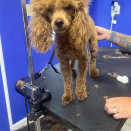 Teddy - Poodle