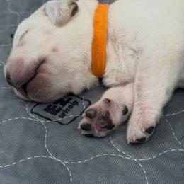 Orange Collar - Yellow male Labrador Retriever puppy in Houston, Texas from Alpha English Labs