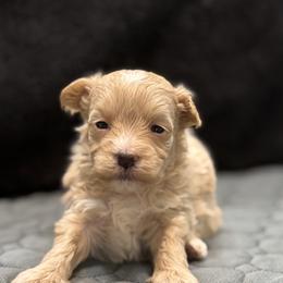 Rosie - Apricot female Maltipoo puppy in Bowling Green, Kentucky from Denise Clark