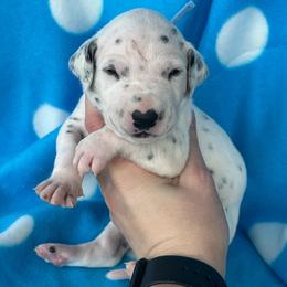Payday - White and black male Dalmatian puppy in Austin, Texas from Dazzling Dalz