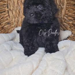 Raz - Rasberry - Black male Goldendoodle puppy in Cleveland, Georgia from The O.G. Doodles