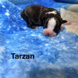 Tarzan - Black and white male Boston Terrier puppy in Monroeton, Pennsylvania from Molly & Hailey’s Boston Terrier Pups