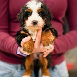 Charlie - Tri-color male Bernedoodle puppy in Dundee, Ohio from Down Home Doodle