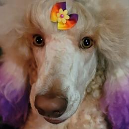 Bella - Poodle
