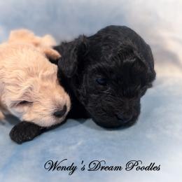 Poodle puppies from Wendy's Poodles