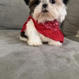 Sleepy - Silver and white female Shih Tzu puppy in Bullhead City, Arizona from Arizona Shih Tzu Land