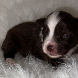 Girl 3 - Red tri Toy Australian Shepherd puppy in Corydon, Indiana from Arbuckle’s Lookin Good Aussies (LGA)