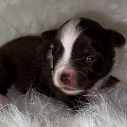 Girl 3 - Red tri Toy Australian Shepherd puppy in Corydon, Indiana from Arbuckle’s Lookin Good Aussies (LGA)