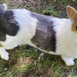 American Corgis, Cardigan Welsh Corgis, and Pembroke Welsh Corgis from Serendipity Corgi's