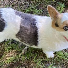 American Corgis, Cardigan Welsh Corgis, and Pembroke Welsh Corgis from Serendipity Corgi's