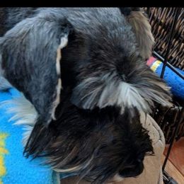 Bella - Miniature Schnauzer