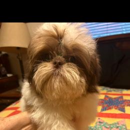 Huck - Shih Tzu