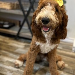 Ditto - Goldendoodle