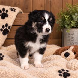 Gem - Black tri-color female Australian Shepherd puppy in Placerville, California from BFF Aussies