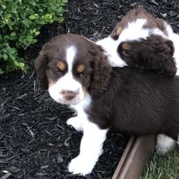 English Springer Spaniels from Kamm Creek Springers