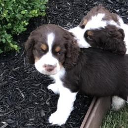 English Springer Spaniels from Kamm Creek Springers