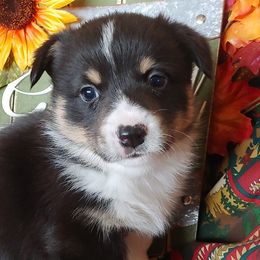 American Corgis from Cindy's Corgis