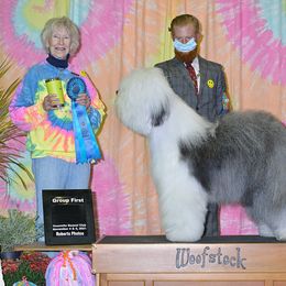 Old English Sheepdog All Grown Up from Whimzy Old English Sheepdogs