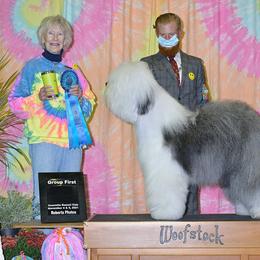 Old English Sheepdog All Grown Up from Whimzy Old English Sheepdogs
